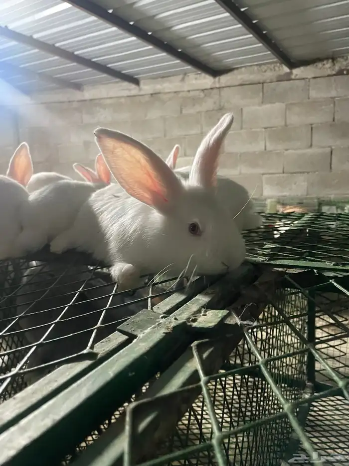 انتاج فلاندر 10