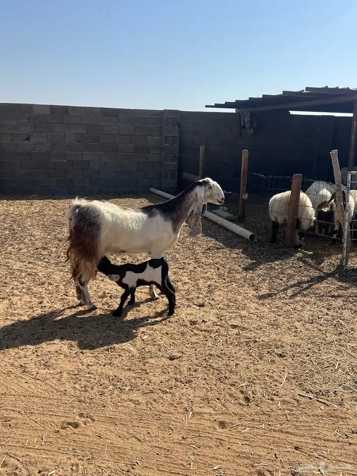 عنز هولندي فاخره 2