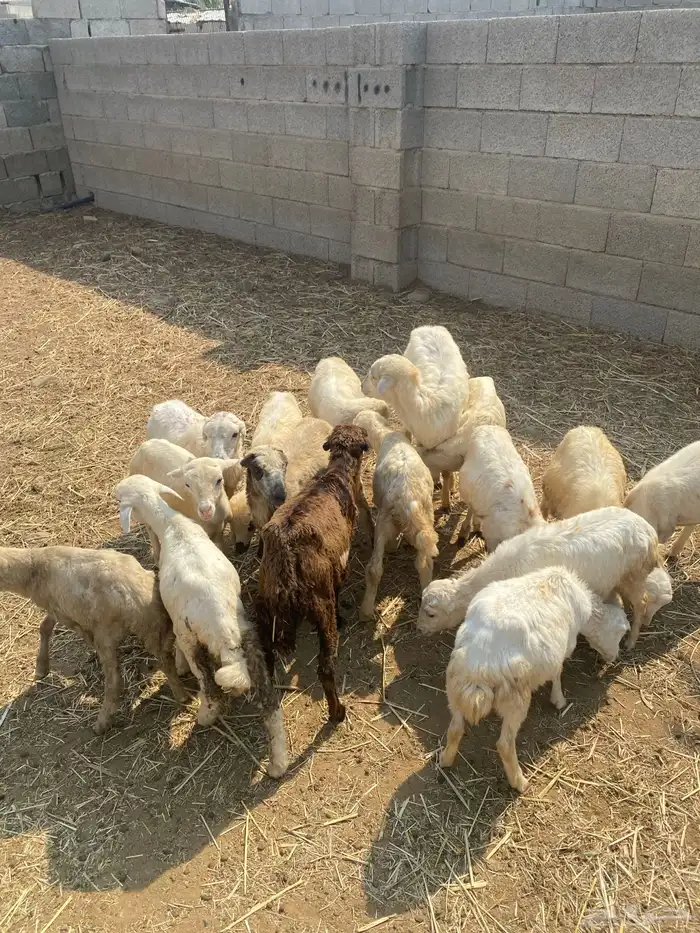 للبيع رخيل تربيه طيبه 1
