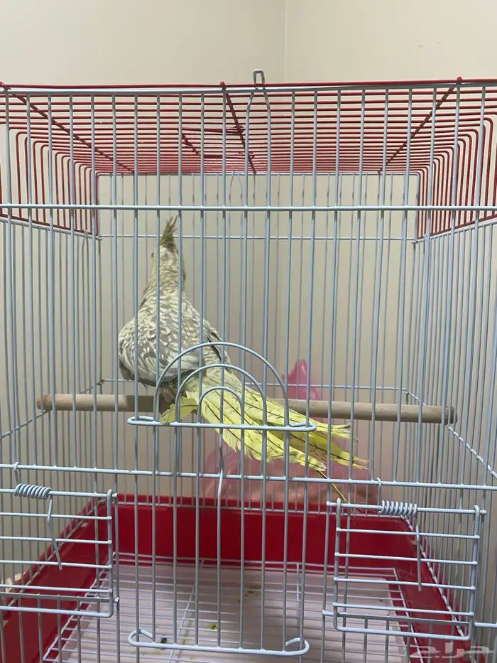 كروان انثى 1