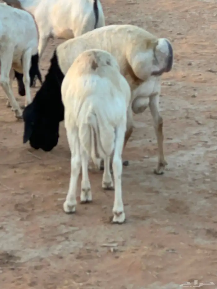 تيوس بيشيه عمر 4 شهور مرابي 18