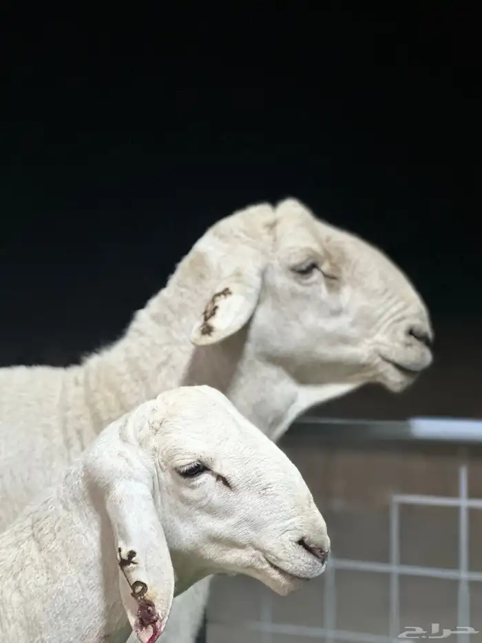 عرض الفحل ونتاجه 16