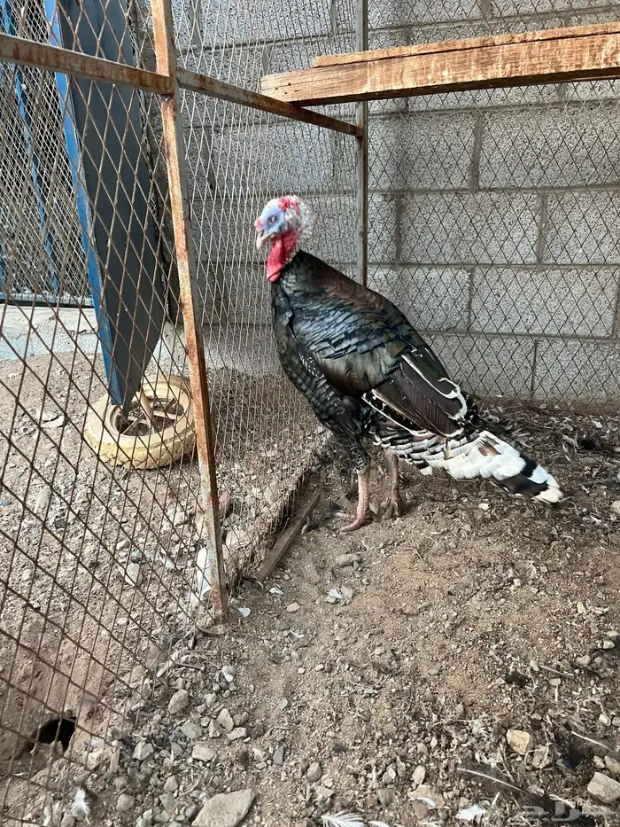 ديك رومي(تم البيع) 2