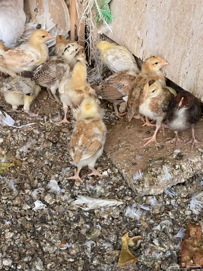 صوص دجاج بلدي 3