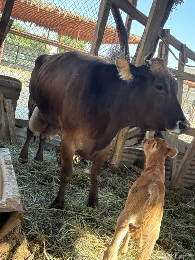 بقرة معاها عجل 0