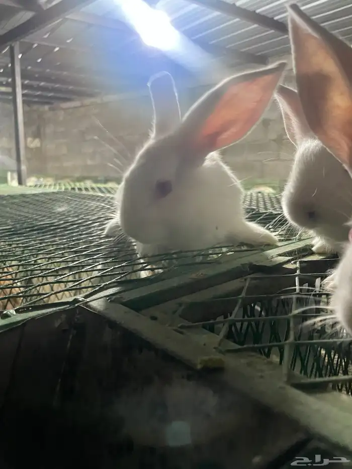 انتاج فلاندر 13