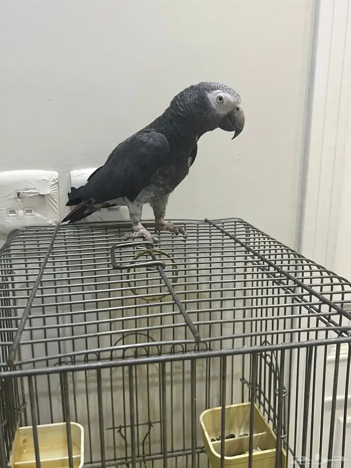 السلام عليكم 2