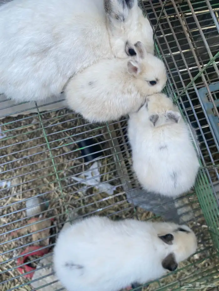 ارانب قزميه 7