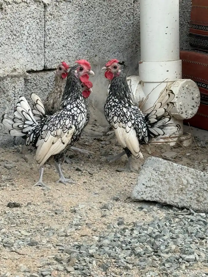 للبيع دويك سبرايت شبابي مستوى بطل حجم الكف وجناح طايح 6