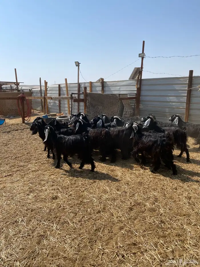 معزا عوارض دفع ومضاريع 0
