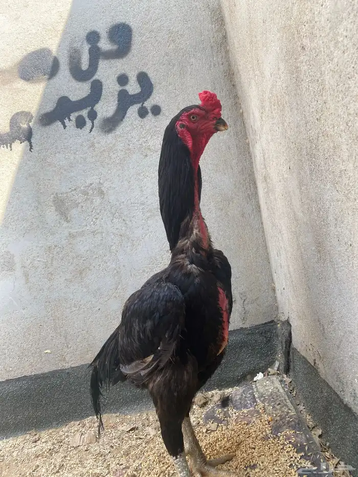 ديك شامو الماني الموقع العروج 0