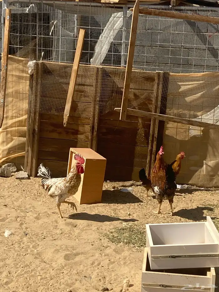 دياك دجاج بلدي 1