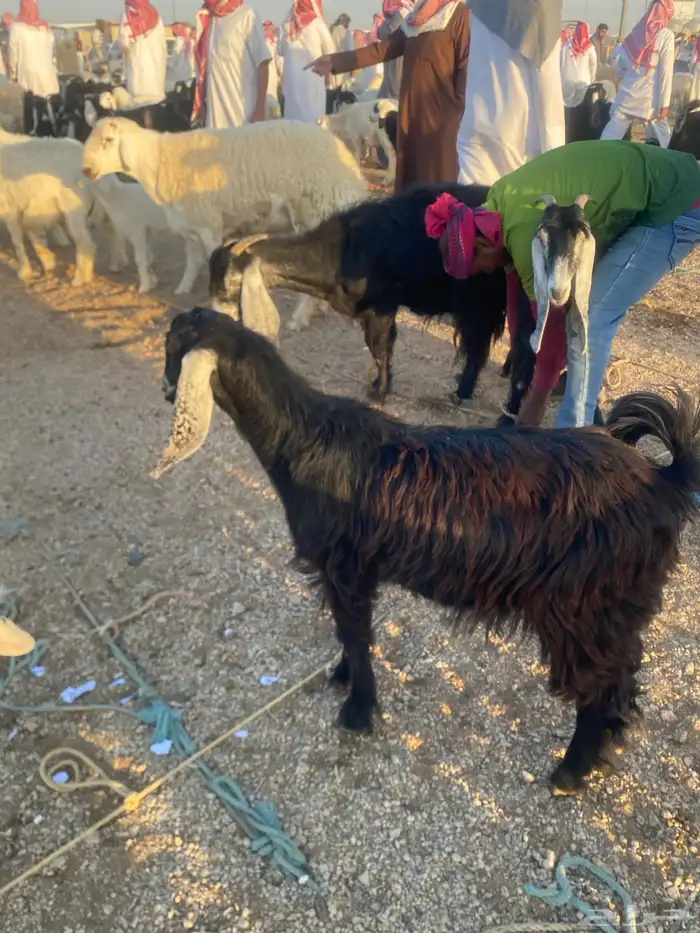 ماعز 5