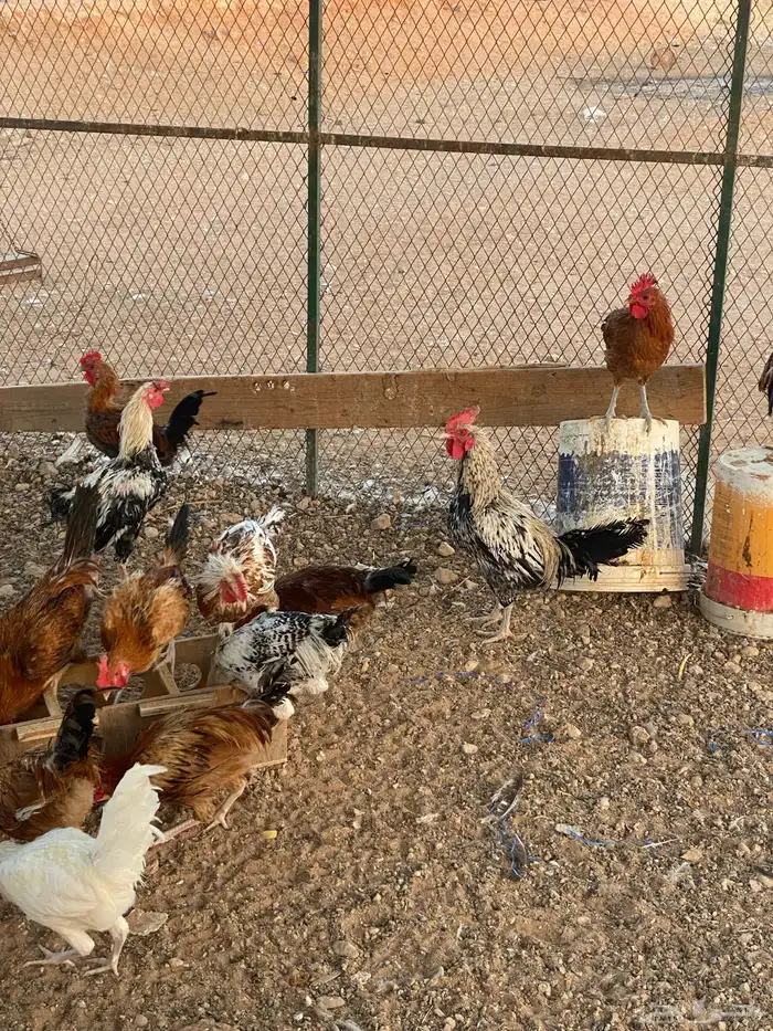 ديوك بلدي 10