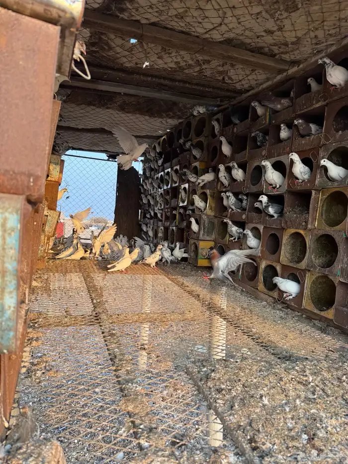 حمام بلدي للبيع 0