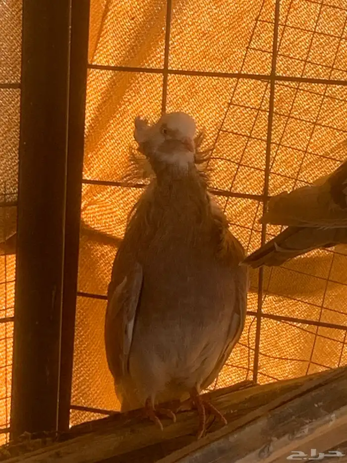 البيع حمام بلجيكي 10