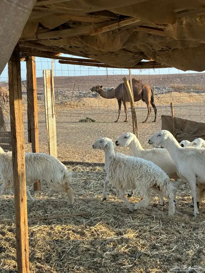 رخال حرش طيبه الحد 1350 4