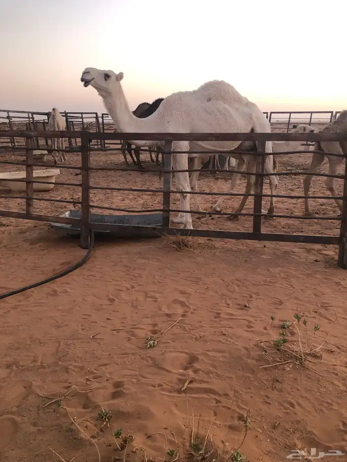للبيع ضريبه وضحا 4