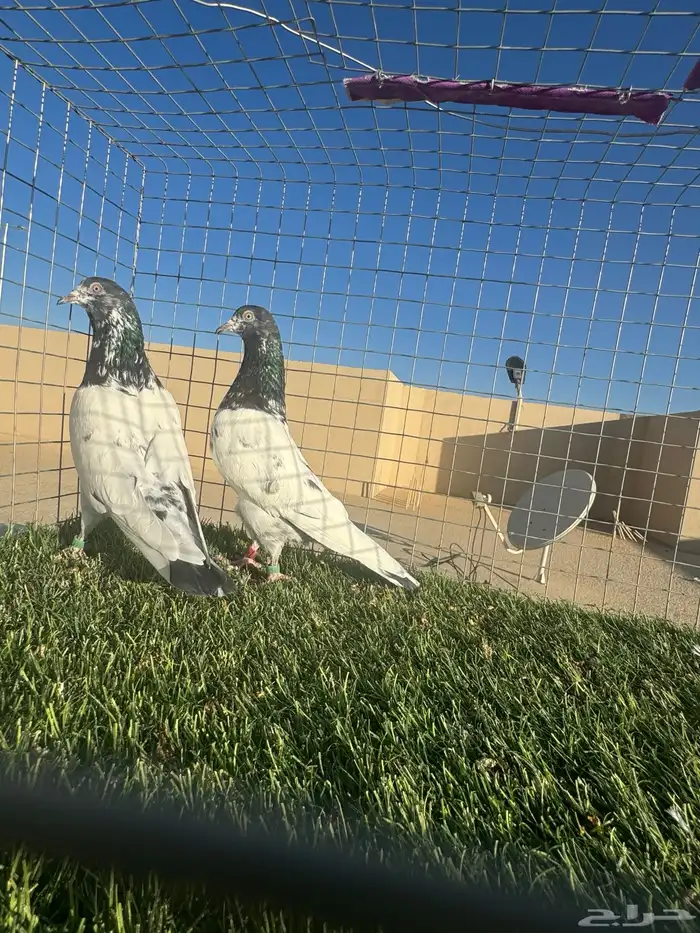 ( تم البيع ) 0