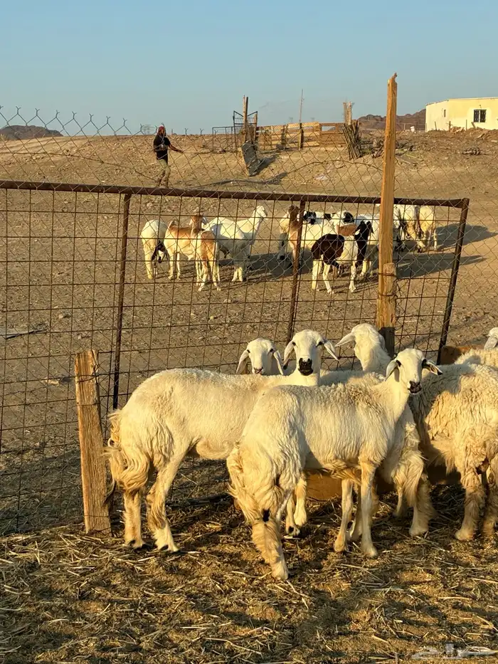 رخال حرش طيبه الحد 1350 1