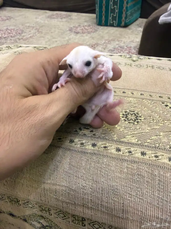 سنجاب شوقر قلايدر او الطائر 2