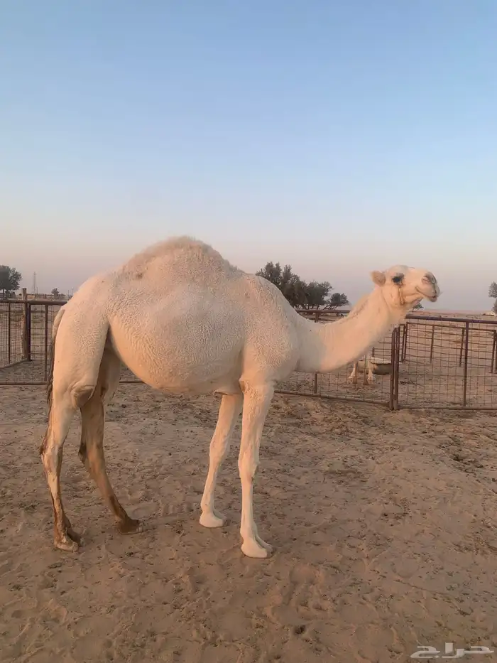 للبيع بكره لقيه 2