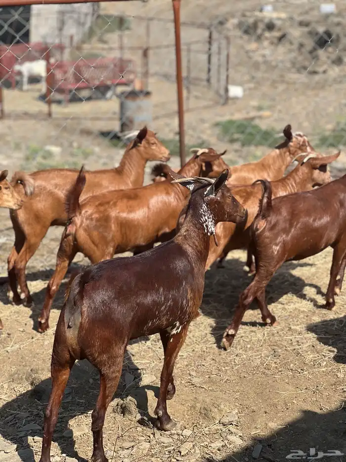 تأسيس مراح دهم الدهم 8