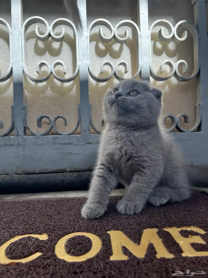 scottish fold kitten 5