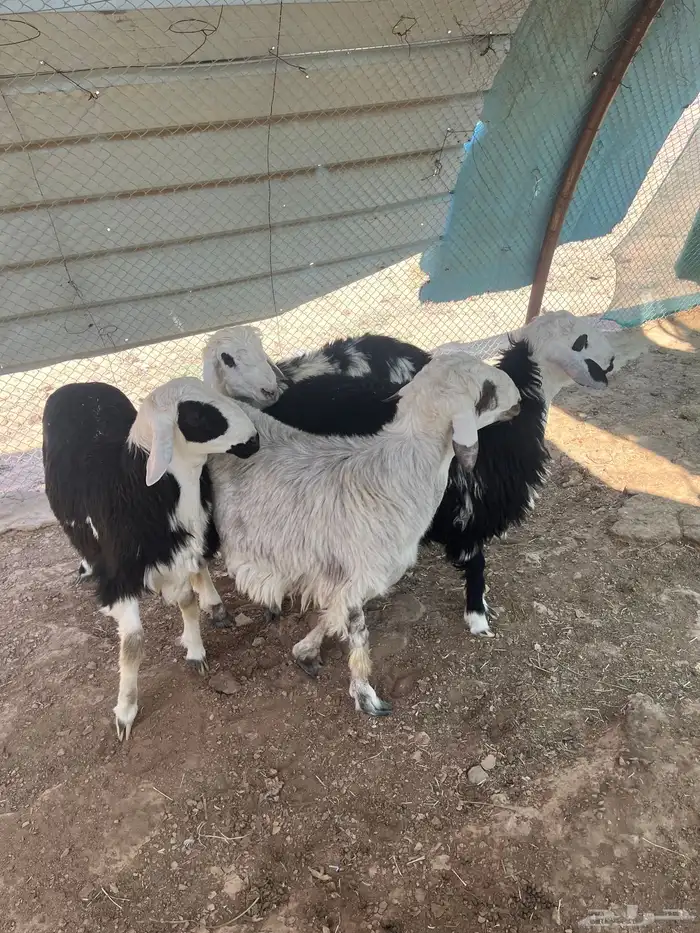 طليان 1