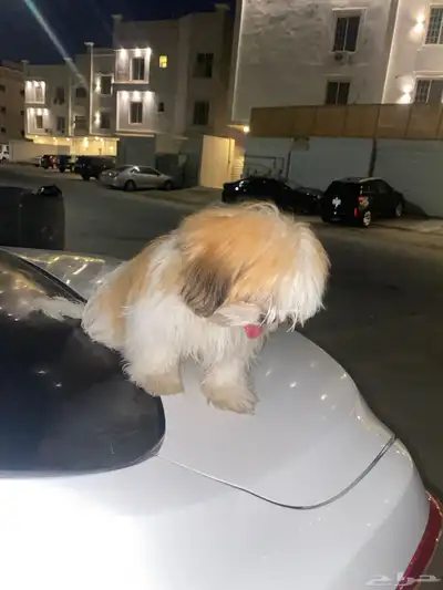 شيه تزو  ( index