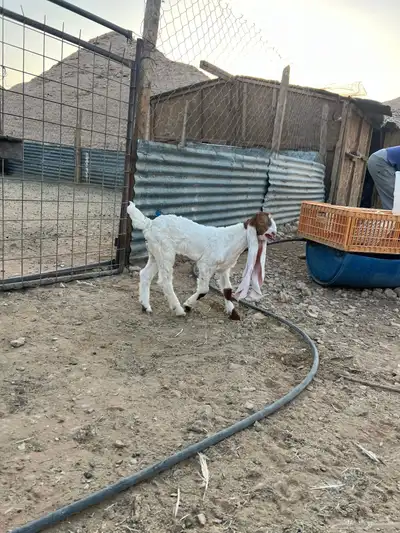 تيس داغور index