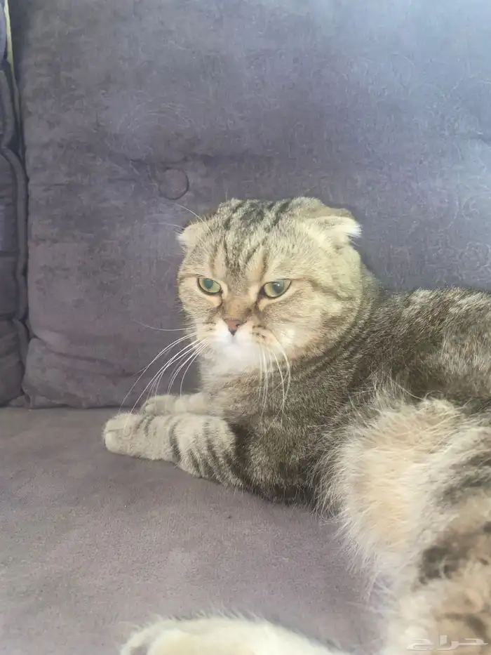 للبيع قط على السوم 2