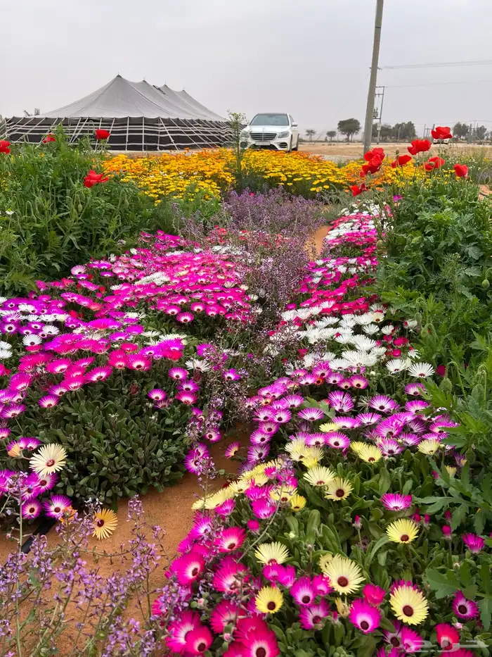 خيام صيوان عدد 2 اللون اسود مبطنة من الداخل 12 22 0