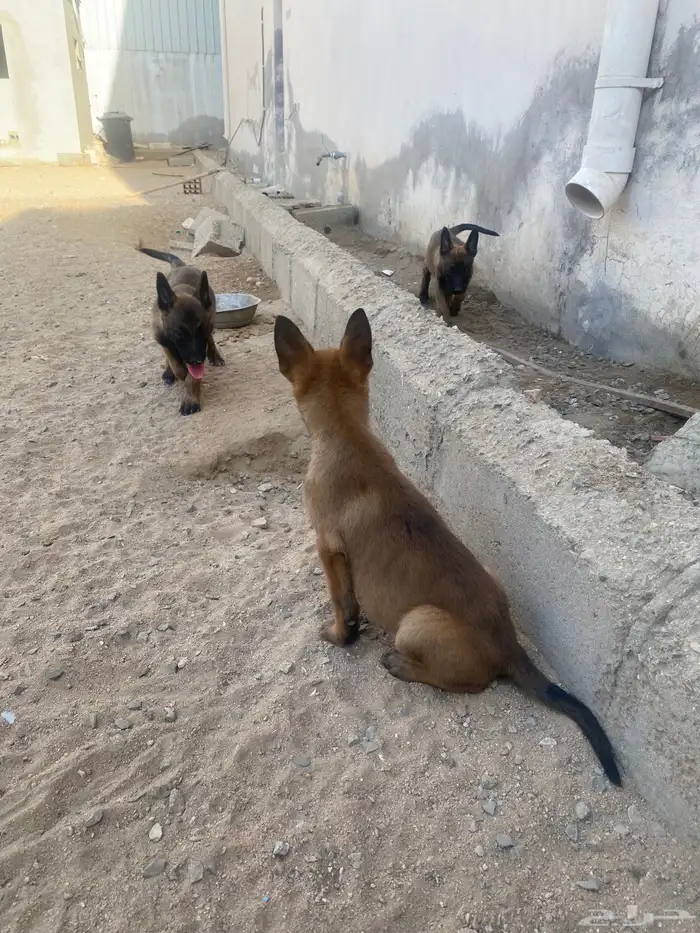 جراء مالينو بيور 4