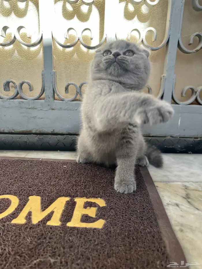 scottish fold kitten 2