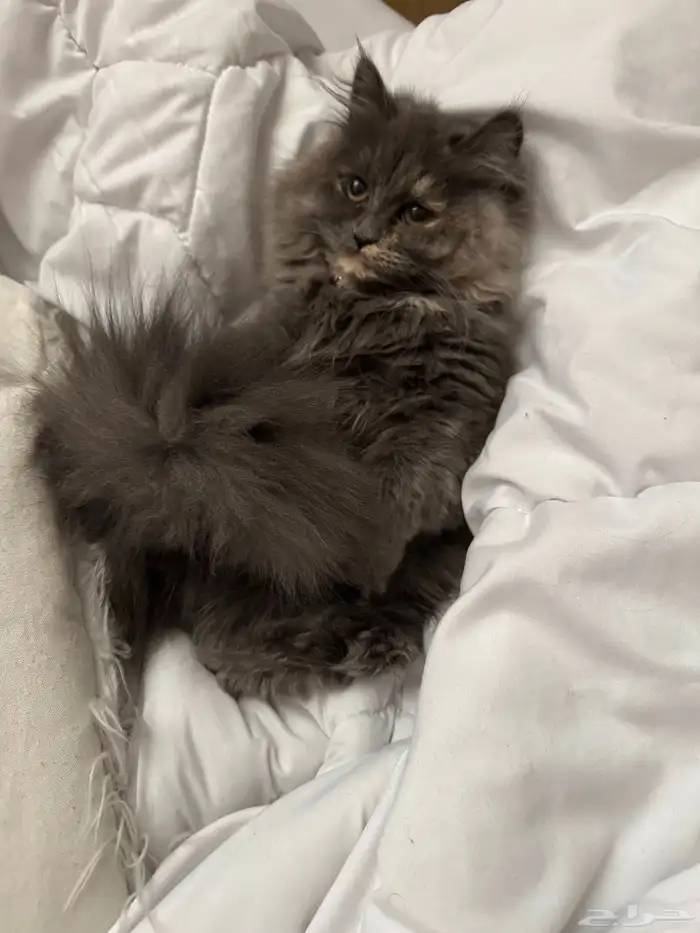 قطة شيرازي أمريكي 4