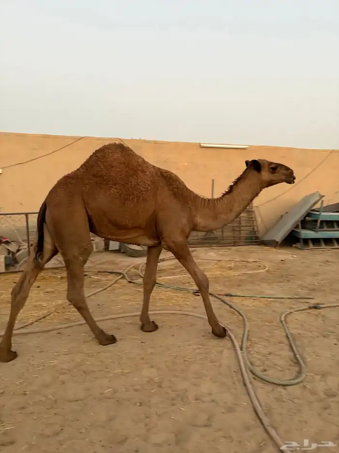 بكار حقايق صفر مقاني سومها 10 آلاف 9