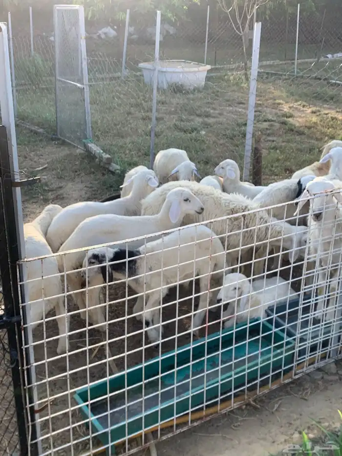 للبيع طليان ورخال عدد 16 1