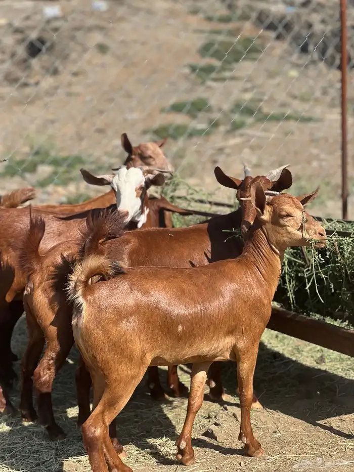 تأسيس مراح دهم الدهم 10