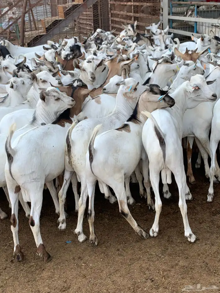 تيوس مرابي خميس مشيط 0