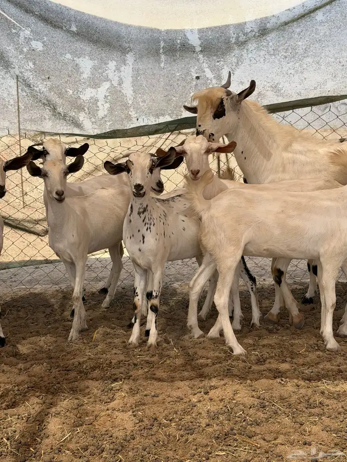 غنم جفار بيشيات صنف 3