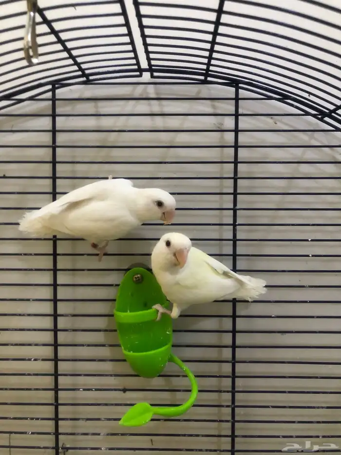 للبيع طيور روز 0