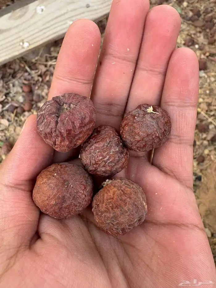 بذور سدر بلدي 0