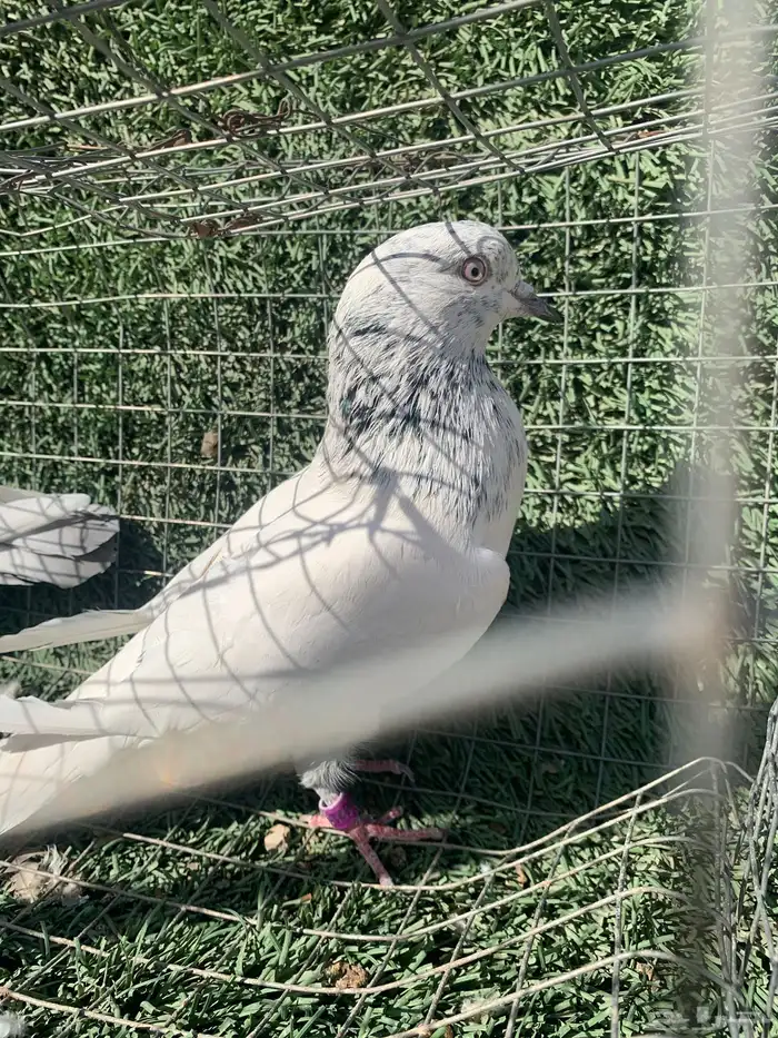 حمام بكستاني 3