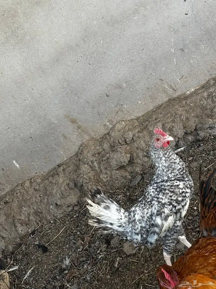 دجاج بلدي 2