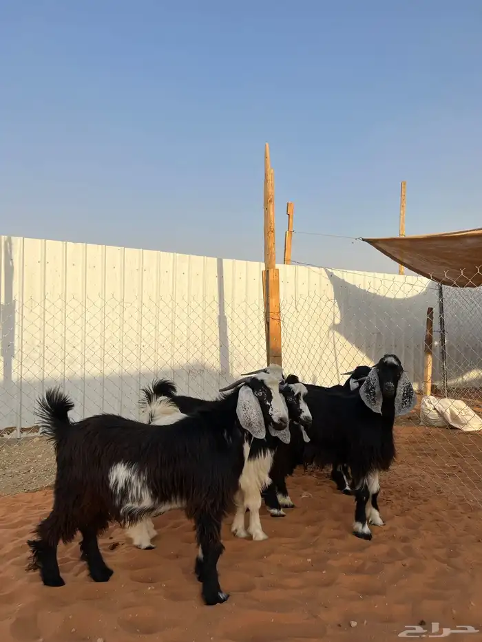 تيوس مخاصي 2