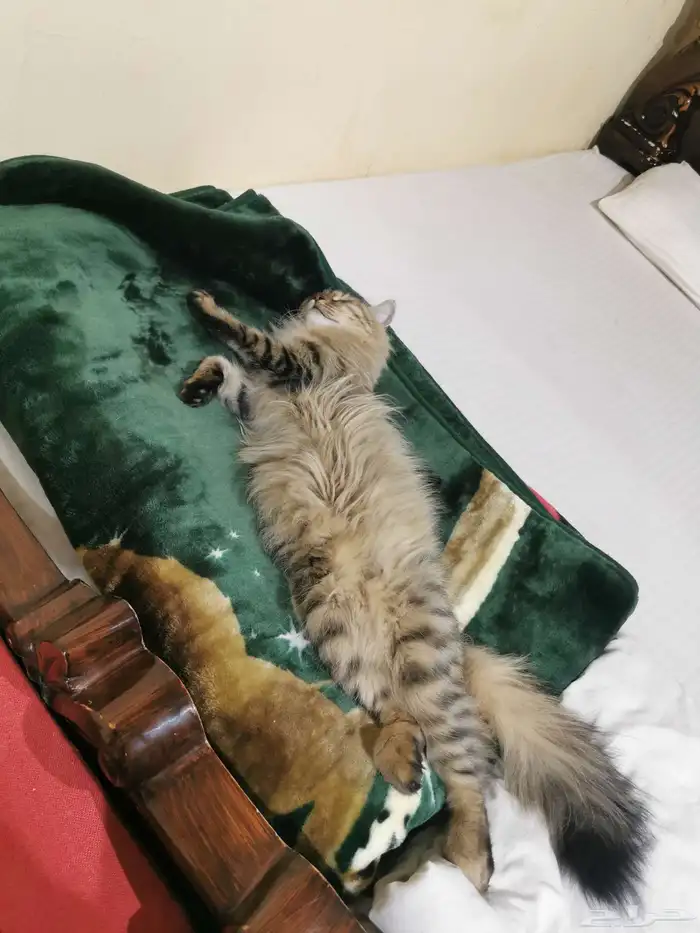 قطه شيرازيه للتبني 0