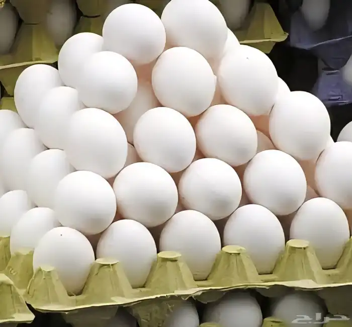 بيض بط بكيني ج 0