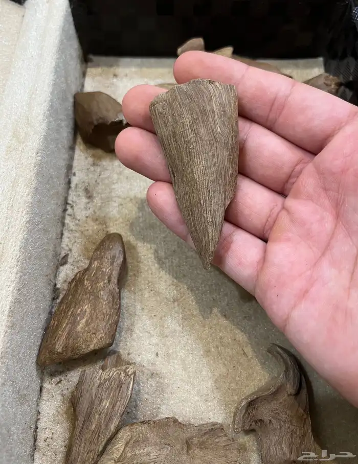 عود مروكي طبيعي دبل 1