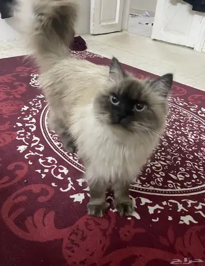 قطه هيمالاي للتبني 0